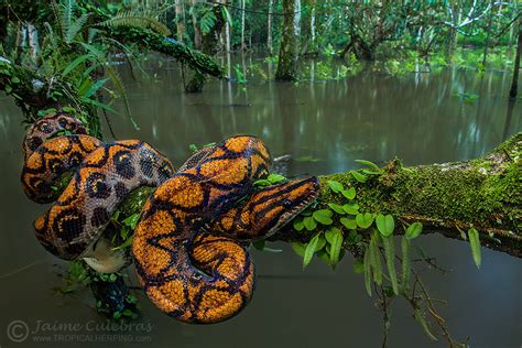 Reptile Facts Creatures Alive Via 500px Rainbow Boa By