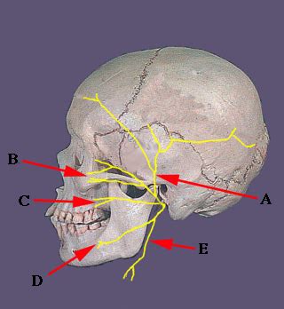 Facial Nerve Branches