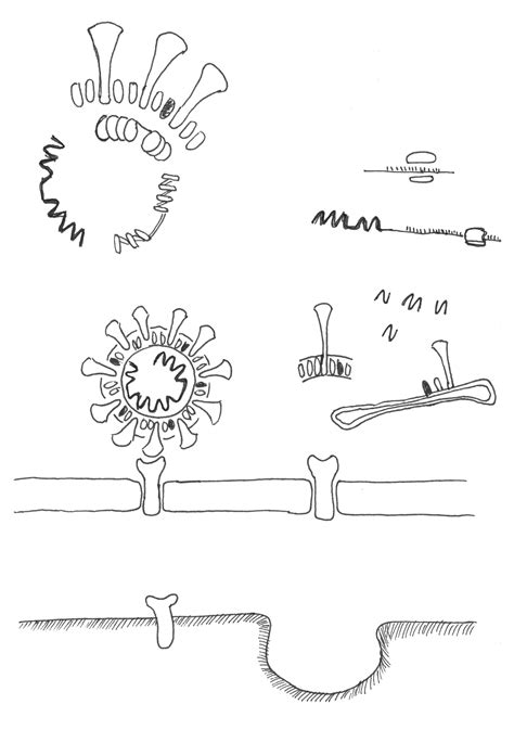 The Paris Review How To Draw The Coronavirus The Paris Review