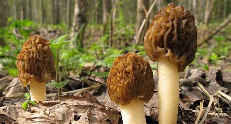 The 10 Best Places To Find Morel Mushrooms Stuffed Mushrooms Morel