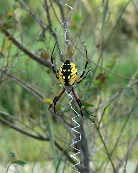 Fileargiope Aurantia Yellow Garden Spider Wikimedia Commons