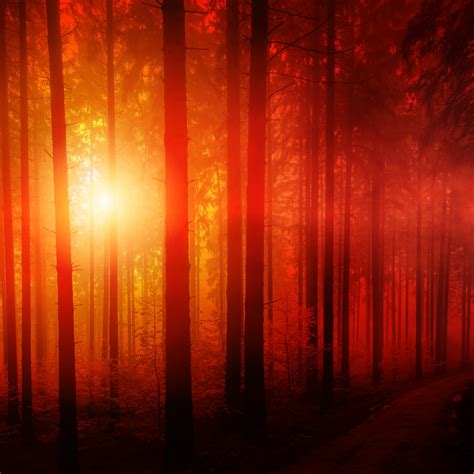 Dark Forest Wallpaper 4k Sun Light Woods Sunset Tall Trees