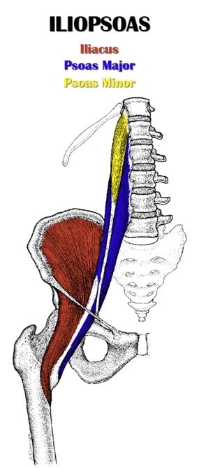 The hip, its joint and its tissues can withstand quite a bit when it comes to movement and torsion, but even one of the strongest joints and tissues. Leg Anatomy | All About the Leg Muscles