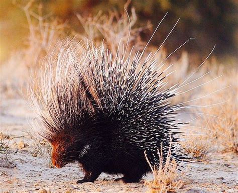 47 Best Prickly Porcupines Images On Pinterest Baby Porcupine Animal