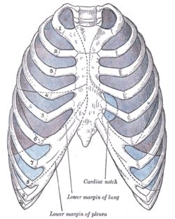 The chest wall is the structure that surrounds the vital organs within the thoracic cavity and consists of skin, fat, muscles, and bone (rib cage). Costodiaphragmatic recess - Wikipedia