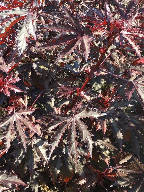 Free shipping available on many items. Mahogany splendor hibiscus foliage- lots of this ...