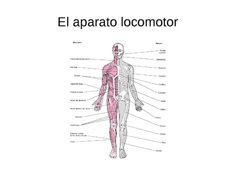 Aparato Locomotor Funciones Partes Y Caractersticas