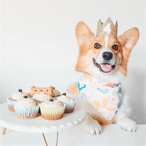 Dog Birthday Crown Pet Birthday Crown Dog Crown Pet Etsy