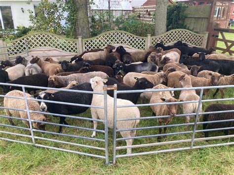 Ewes And Lambs For Sale Shetland Sheep Society