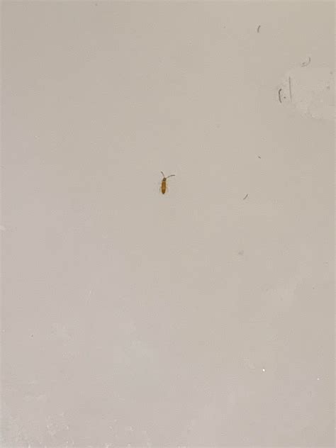 I Keep Finding This Type Of Extremely Small Bug In My Bathroom What Is