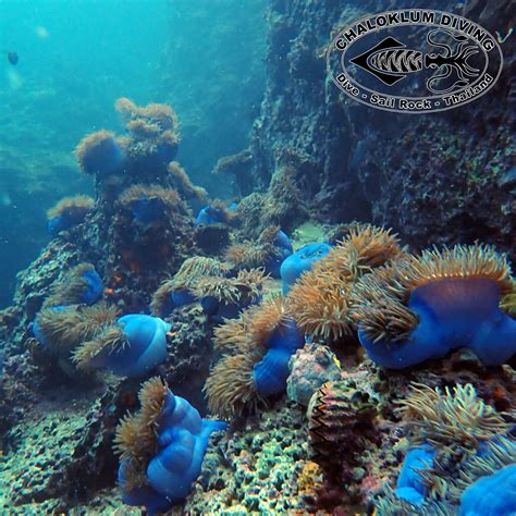 Magnificent Anemone Heteractis Magnifica Chaloklum Diving Koh Phangan
