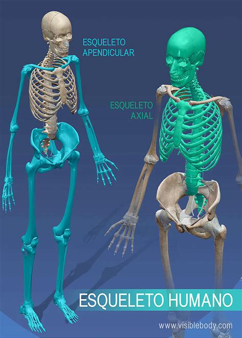 Aprenda Anatomía Del Esqueleto Reseña General Del Esqueleto