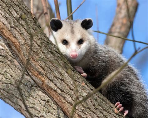Is It Possum Or Opossum See The Differences