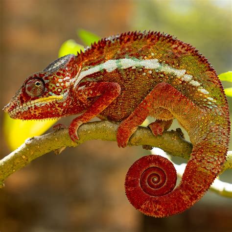 Red Chameleon Smithsonian Photo Contest Smithsonian Magazine