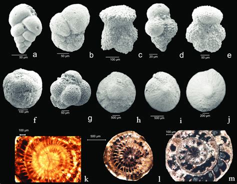 Scanning Electron Micrographs Of Planktonic Foraminiferal Species