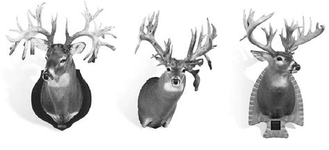 Video The 10 Largest Non Typical Whitetail Deer Of All Time Outdoorhub