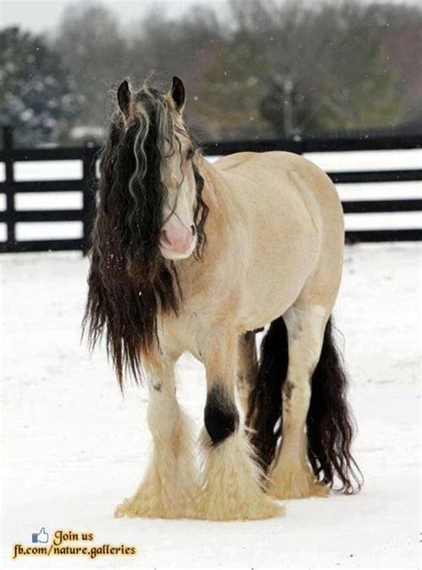 The gypsy vanner horse society. 17 Best images about Horses in Snow on Pinterest | Gypsy horse, White horses and Snow