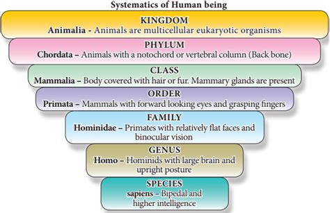 Taxonomic Hierarchy