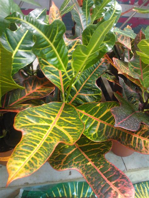Croton Plant Care Tips Growing Planting Cutting Pruning Diseases