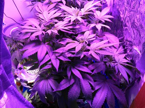 Purple Kush Grow Journal Week8 By Mcblazingninja Growdiaries
