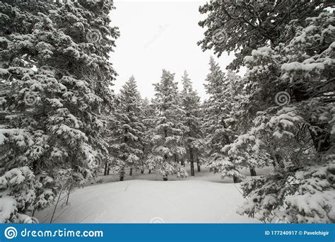 Snow Covered Coniferous White Forest After A Night Of Snowfall And