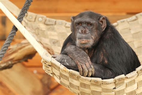 A Chimps Gray Hair Doesnt Have Much To Do With Age
