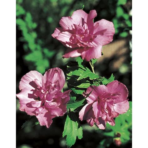 Red Lucy Althea Flowering Shrub In Pot With Soil Lw03785 At