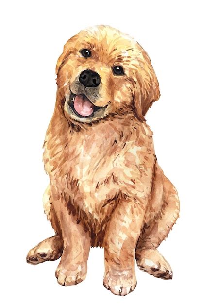 Premium Vector Watercolor Golden Retriever Illustration