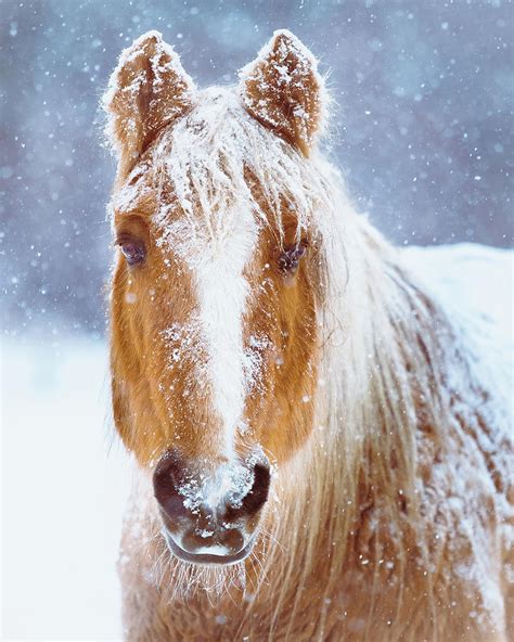 Winter Horse Portrait Photograph By Debi Bishop