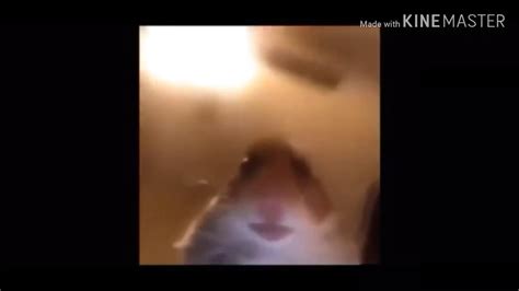 Hamster Fan Meme Youtube