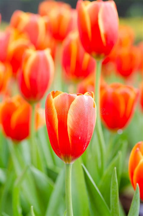 Orange Tulips Field Stock Photo Image Of Glorious Background 36435910