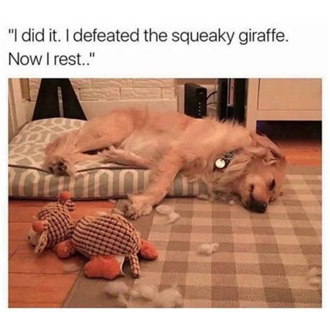 17 Dog Memes To Brighten Your Day Doggowner