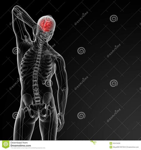 Intermediate back muscles and c. Back Muscle Anatomy Radiology - Human Anatomy