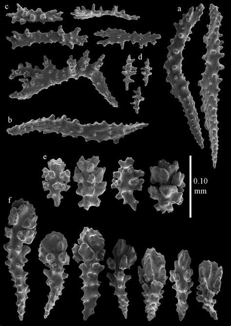 Sclerites Of Melithaea Abyssicola Rmnh Coel 41901 A Point Spindles B