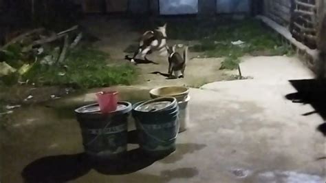 Cat Vs Dog Fight Funny Fight Scene🤣🤣 Youtube