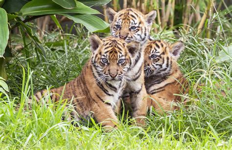Watch 3 Sumatran Tiger Cubs Explore Jungle Habitat In Sydney Zoo The