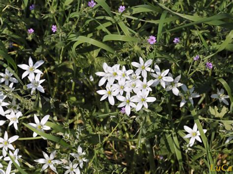 Maybe you would like to learn more about one of these? Latte di gallina - Gruppo Micologico Vittadini