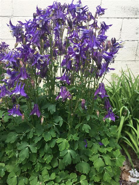 I Counted 89 Simultaneous Columbine Flowers In Full Bloom On This One