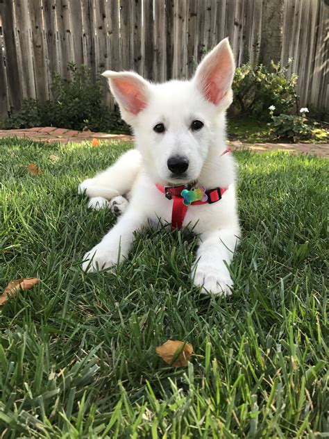 It is a historical fact that the first registered gsd, horand von grafath, had a maternal grandfather (named grief). White German Shepherd Puppies - change comin