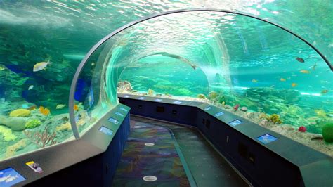 Ripleys Aquarium Of Canada Is Now A Part Of The Toronto Citypass