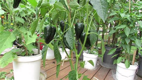 Great Container Peppersthe Poblano Pepper Is Outstanding The