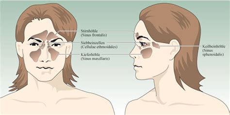 The maxillary sinuses, the largest of the paranasal sinuses, are under the eyes, in the maxillary bones (open in the back of the semilunar hiatus of the nose). Nasennebenhöhlen