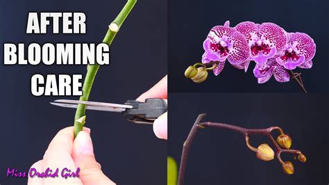 Orchid Care For Beginners What To Do After Phalaenopsis Blooms Fall