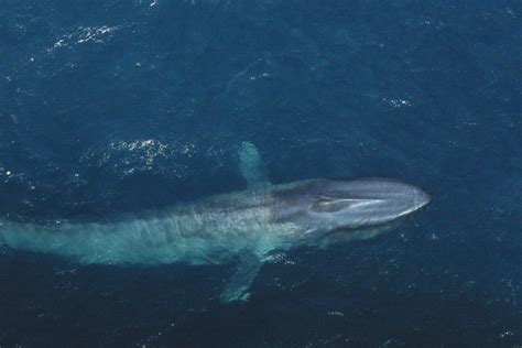 Blue Whales Characteristics Threats And More About The Biggest