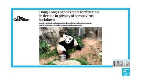Lockdown Spurs Hong Kong Pandas To Finally Mate After A Decade In The