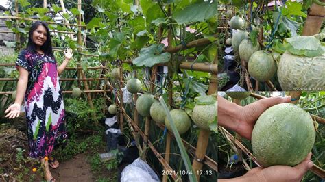 Ini Dia Caranya Budidaya Melon Di Polybag Perawatan Melon Fase