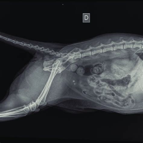 Obstruction In A Cat Perineal Urethrostomy Download Scientific Diagram