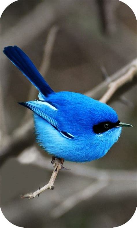 Iridescent Blue Birds I Love Pinterest