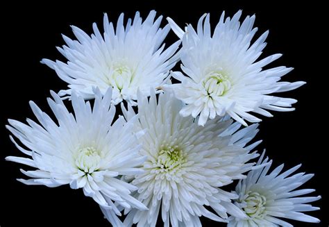 White Chrysanthemum Flowers A Photo On Flickriver