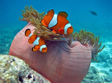 Clownfish In Thailands Similan Islands The Similan